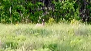 ЗАБАВНЫЕ ЗАЙЦЫ