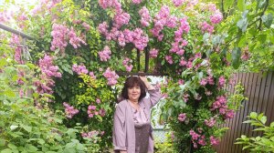 Роза Вартбург (Wartburg) великолепна для арки!