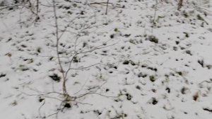 #ах этот февраль замело все и парк и лес