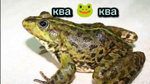 ЛЯГУШКА КВАКАЕТ