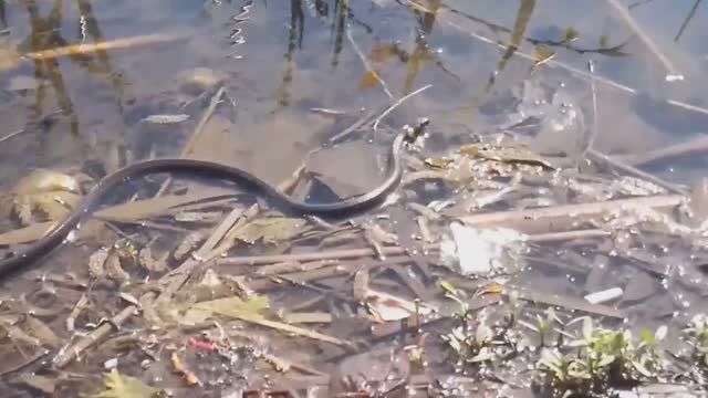 Маленький охотник))) Архив, весна 2025. смотреть онлайн