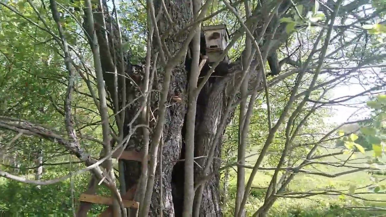 ✔ Установка первой ловушки для бродячих роёв в 2024 г. ✔