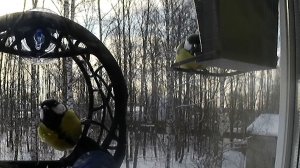 Птицы разлетелись