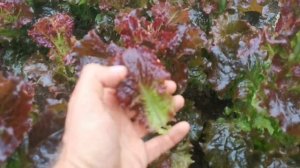 ВСТРЕЧАЙТЕ‼ СУПЕР НОВИНКА ❤ Салат Красная Кобра — A Foglia Riccia Da Taglio (Biscia Rossa)