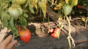ШИКАРНЫЕ Помидоры Сердце Тибета