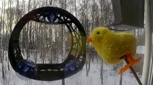 Желтое нечто и паук распугали птичек