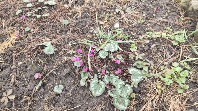 Первые цветы... смотреть онлайн