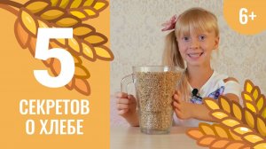 5 секретов о хлебе. Чудеса каждый день. 11 серия (6+)