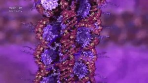 Упаковка ДНК в клетке