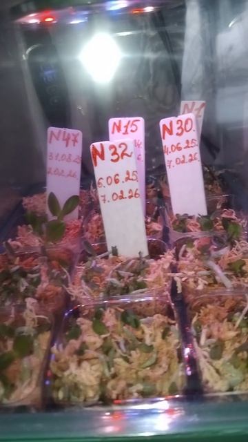 малыши орхидей из семян дома смотреть онлайн