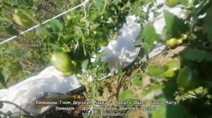 Помидоры Гном Дерзкая Машка — Tomato Dwarf Saucy Mary. Дом Помидоров - Помидом Дмитрия Гусева