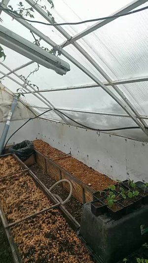 Всем привет. Пойдемте посмотрим как поживают наши помидорки, укореняются ли пасынки, и проростает...