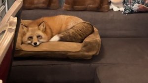 Лиса-Алиса. Лиса пришла ночевать на диван