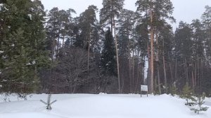 Снежный лес полон чудес ❄️❄️❄️