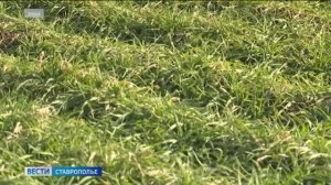 Состояние озимых на Ставрополье не вызывает беспокойства