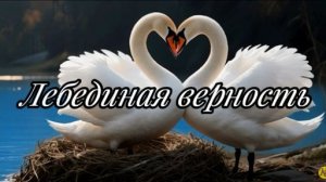 🦢«Лебединая верность» | Авторская баллада Адама К., которая тронет до слёз.