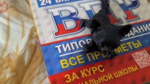 учим математику играем с котиком и исправляем поведения 3+