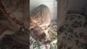 ЗвериКишМишки