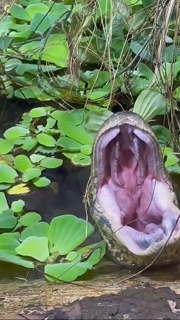 Зевнул смотреть онлайн