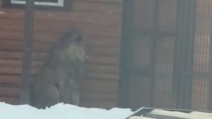 15.02.26гЛюбовь-морковь ШЕРХАН и Киара свидание