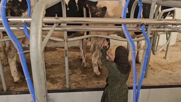 Странное условие, которое Гадир поставил Таййибе. Согласится ли Таййиба жить вместе с Гадиром?