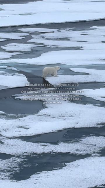 Белые медведи — животные, приспособленные к жизни в суровых условиях