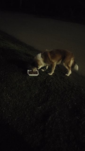 Красавица успела на вкусняшки в последний момент.