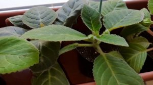 Цветов много не бывает 🤦