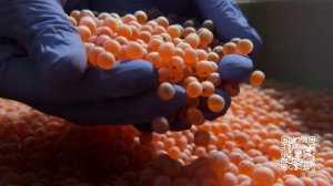 Экологический проект "Жизнь Камчатскому лососю!"