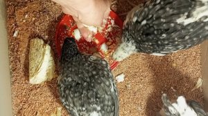 Генеральная уборка у цыплят. Содержание и кормёжка. Природа готовится, а мне чистить.