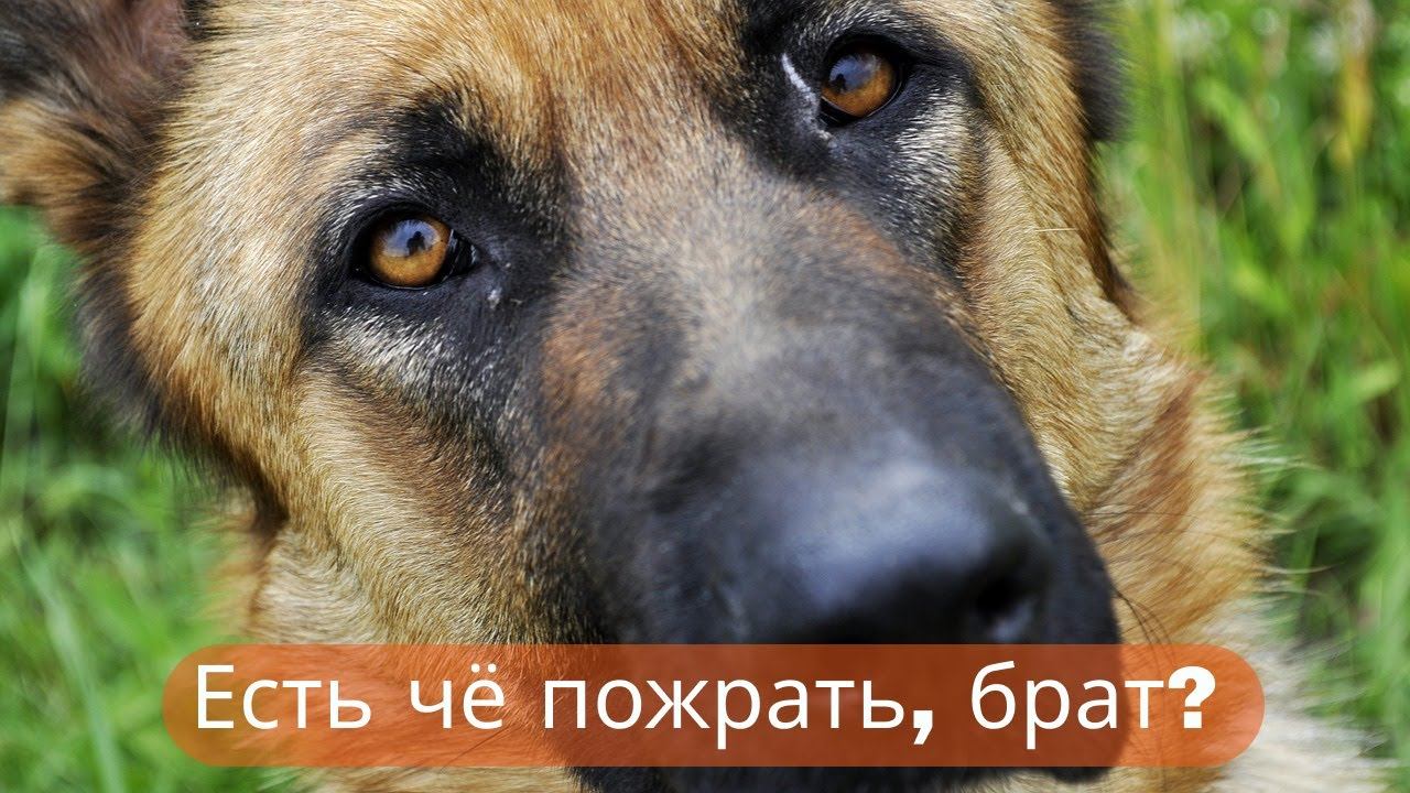 ✔Дружок пришёл в гости ✔