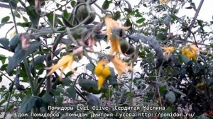 Помидоры Evil Olive — Сердитая Маслина. огромный урожай вкуснейших крупных черри томатов. Помидом.
