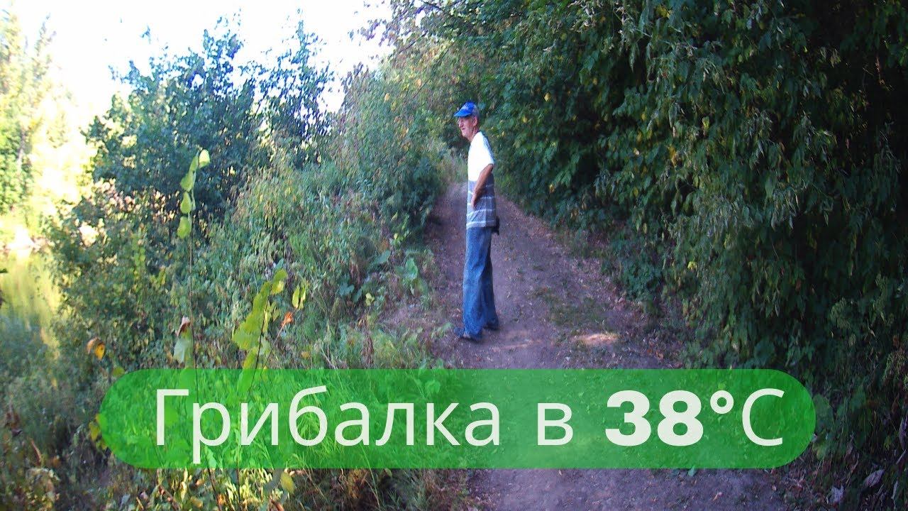 ✔Настоящие мужики всегда идут налево↩ Нападение змеи. Грибалка в летнюю жару✔