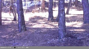 Восхитительное пение птиц в утреннем лесу !