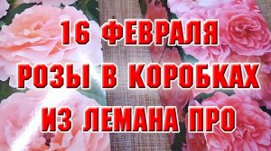 16 февраля. Купила розы в Лемана Про