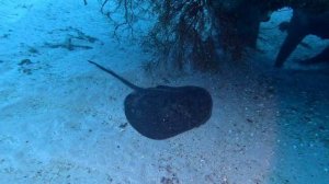 Встреча со скатом