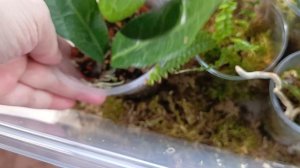 обзор хой в тепличке ,новые покупки красоты ❤🌿всем приятного просмотра 😘