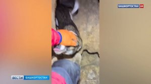 Спасение собаки, застрявшей в Киндерлинской пещере в Башкортостане, попало на видео