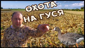 Охота на гуся. Куда пропал гусь...