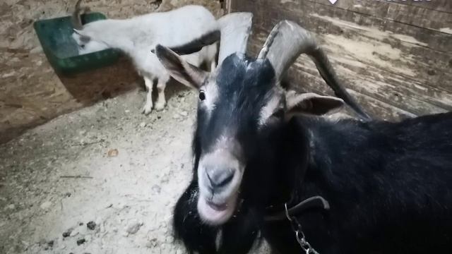 VivaCut_video_1771206515052_HD.mp4