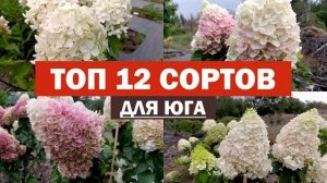 ТОП 12 сортов метельчатой гортензии ДЛЯ ЮГА