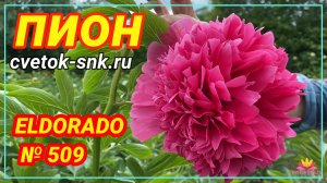 ПИОН "ELDORADO"/Сад Ворошиловой