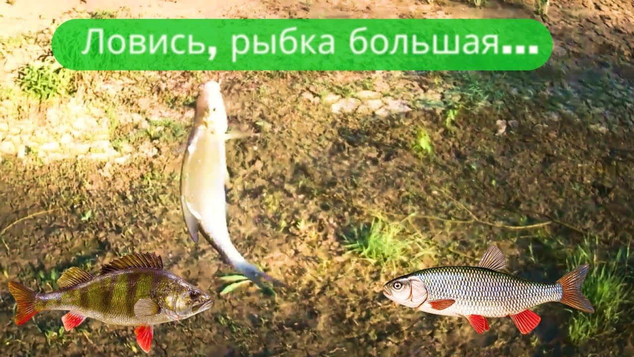 ✔Летняя рыбалка  плавно перетекла в грибалку✔