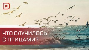 Пользователи соцсетей публикуют факты обнаружения мертвых птиц на побережье Каспийского моря