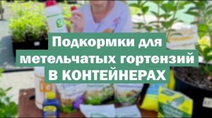 ПОДКОРМКИ для метельчатых гортензий В КОНТЕЙНЕРАХ
