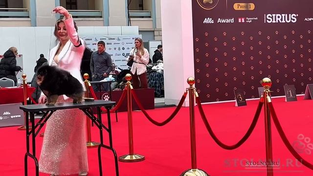 Лучшие собаки и кошки России