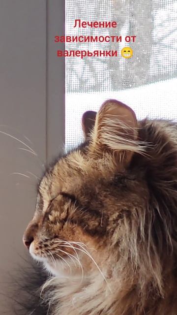 Лечение зависимости от валерьянки 😁 #ActiveVibesBelarus #Беларусь #кот #зависимость #валерьянка