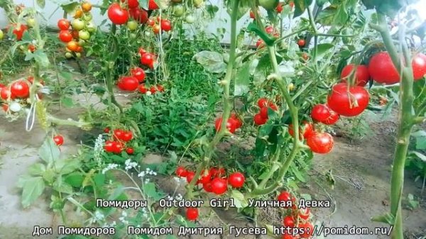 Помидоры — Outdoor Girl — Уличная Девка. В самое сырое и холодное лето даёт превосходные урожаи.