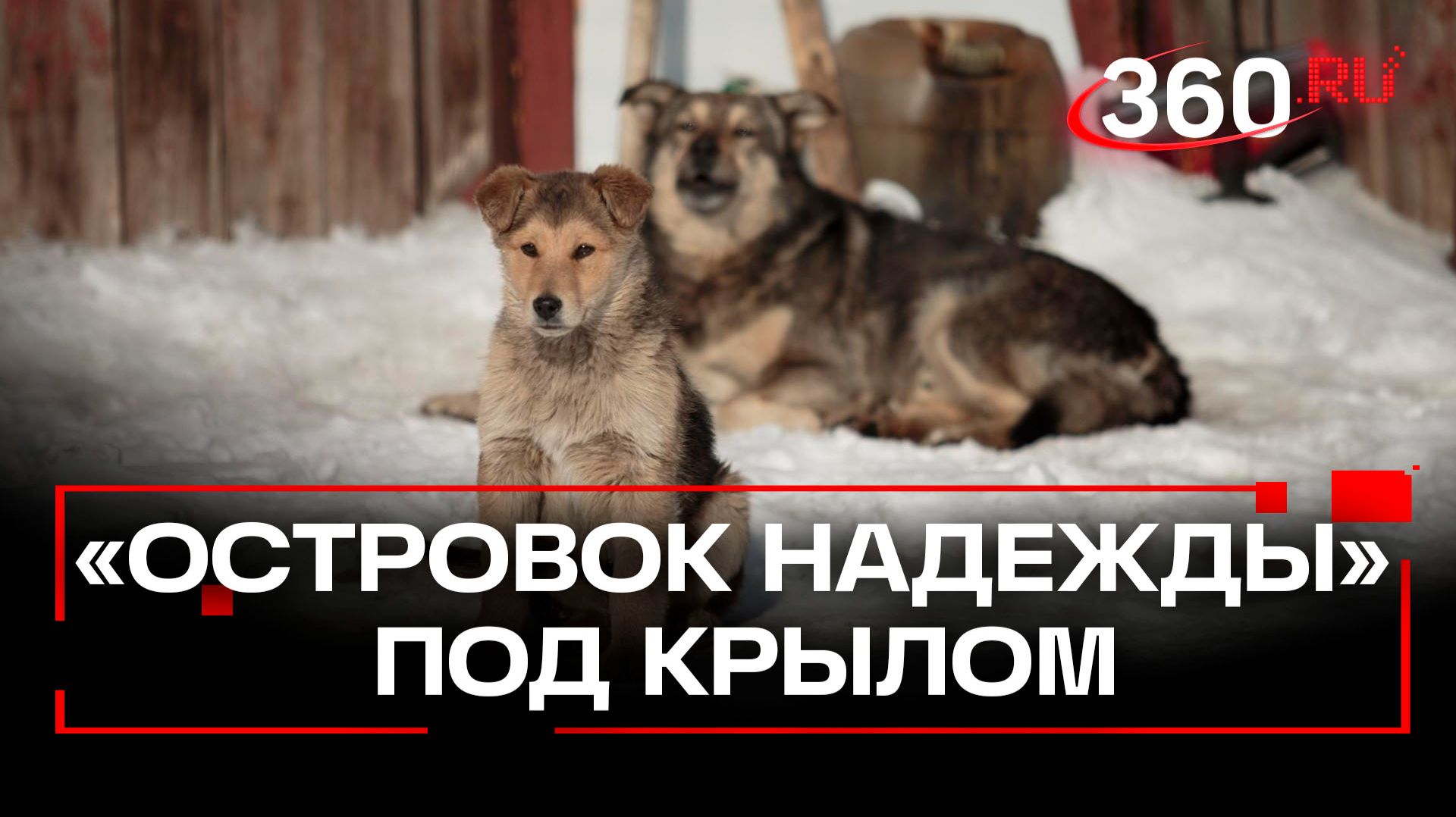 Новый директор — новая жизнь: что будет с приютом «Островок надежды» смотреть онлайн