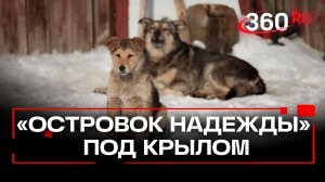 Новый директор — новая жизнь: что будет с приютом «Островок надежды»